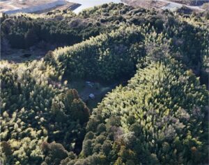 モウソウチクの細胞壁形成と化学成分の経時変化